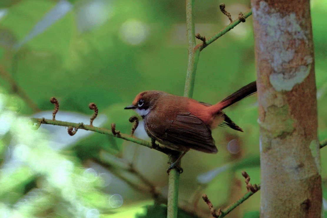 Solomons Rufous Fantail (Brown-backed) - ML645071958