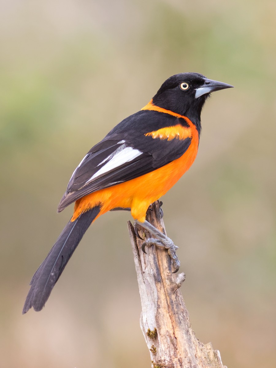 Campo Troupial - ML645071960