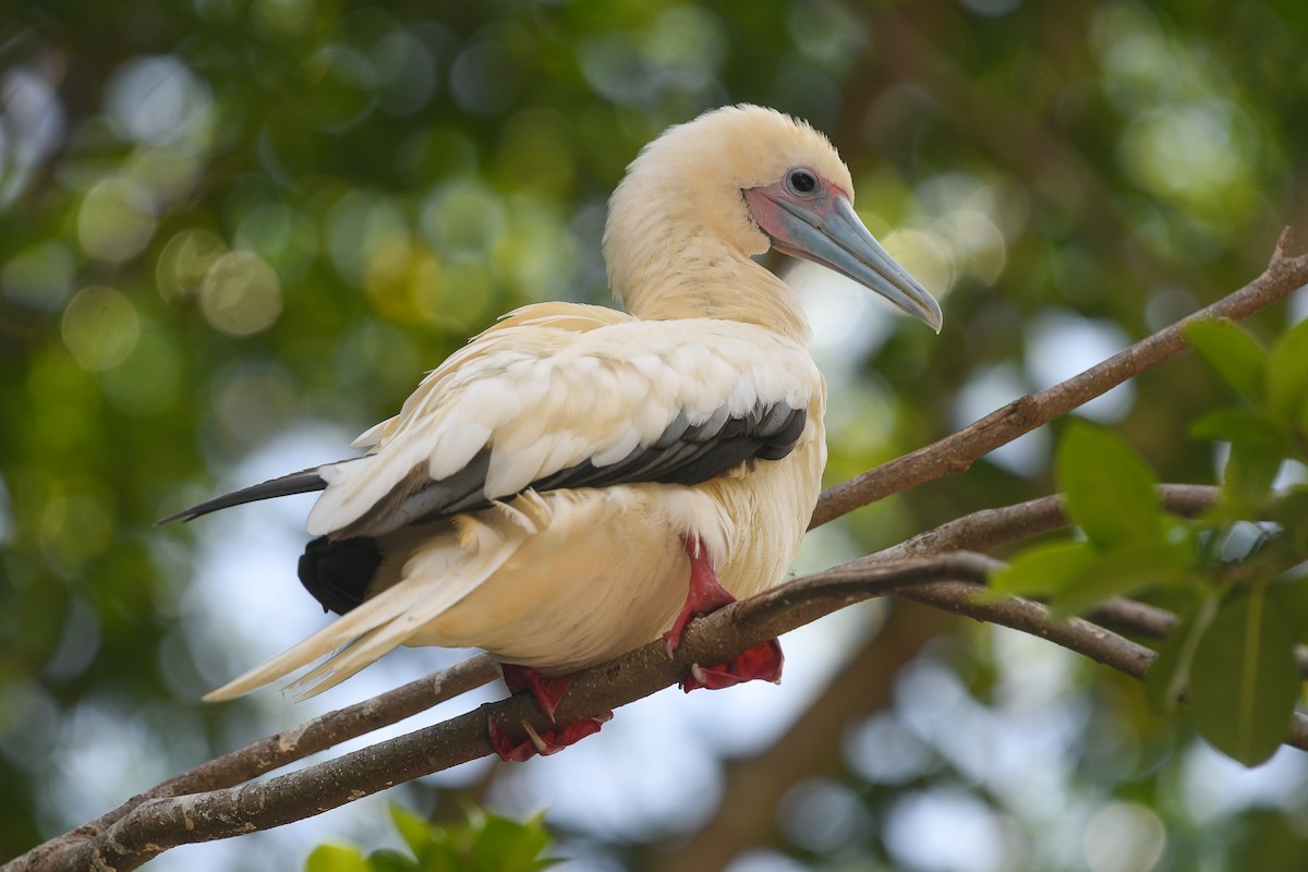 Rotfußtölpel - ML645071962