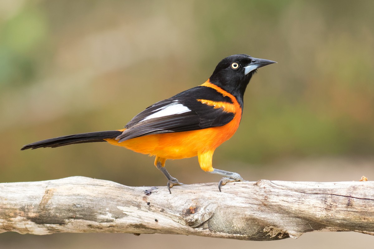 Campo Troupial - ML645071963