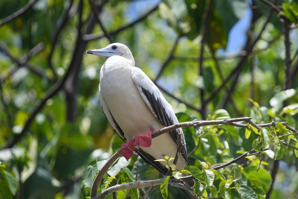 Rotfußtölpel - ML645071966