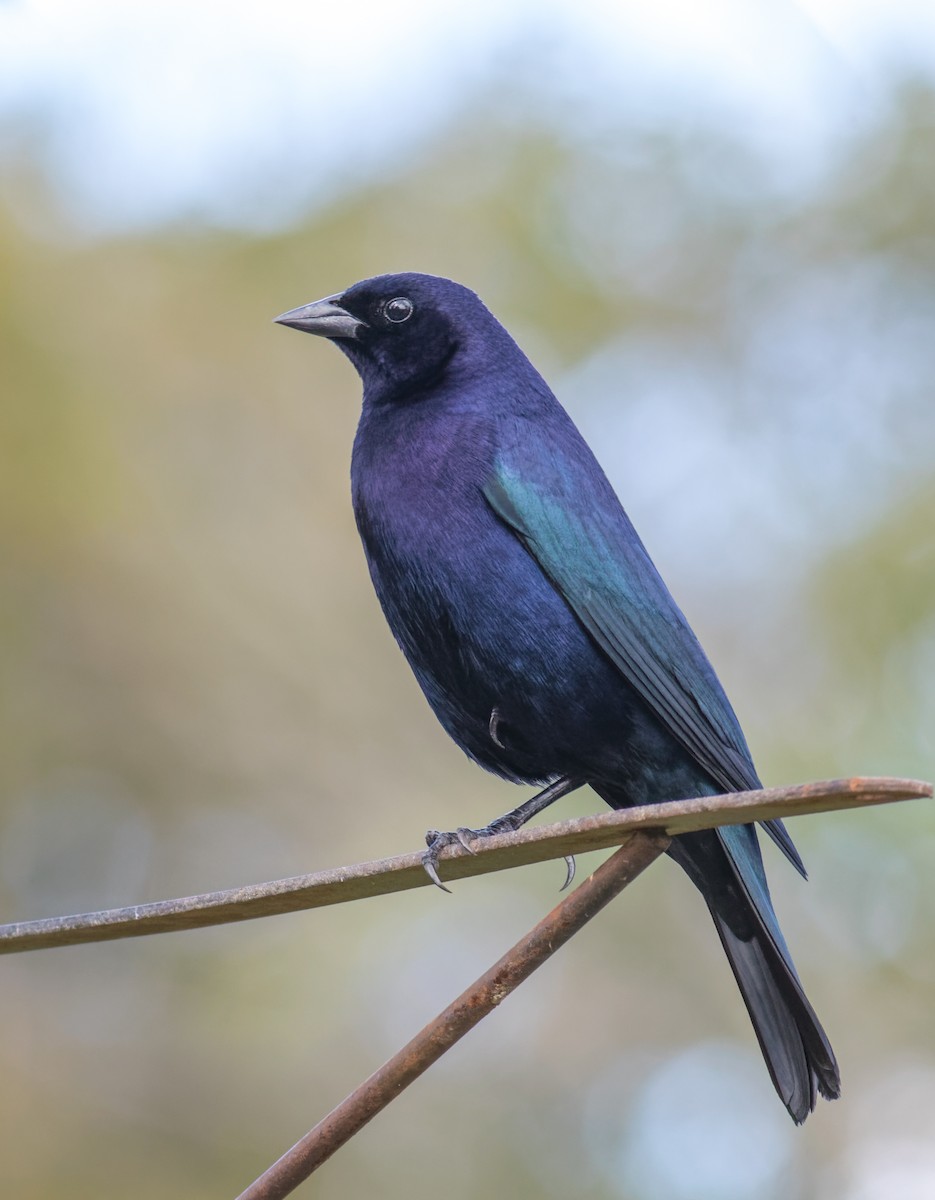 Shiny Cowbird - ML645071967