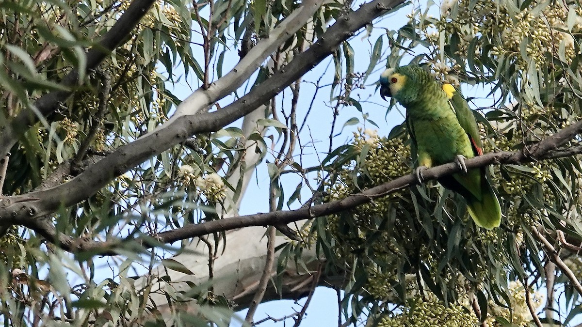 Turquoise-fronted Amazon - ML645071970