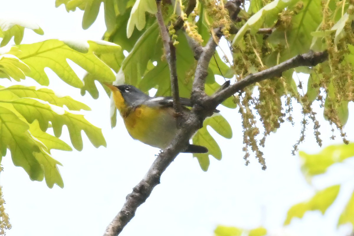 stryparula - ML645071972