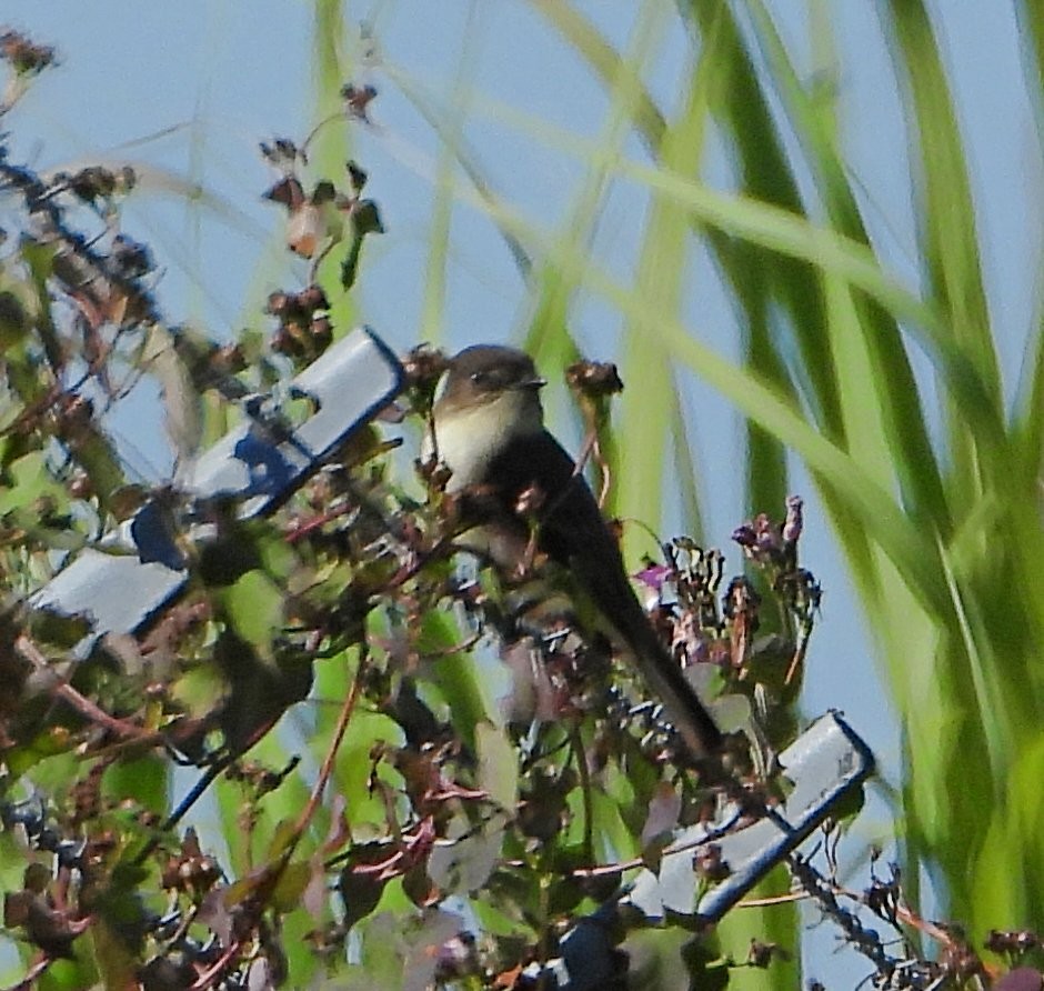 Eastern Phoebe - ML645071974