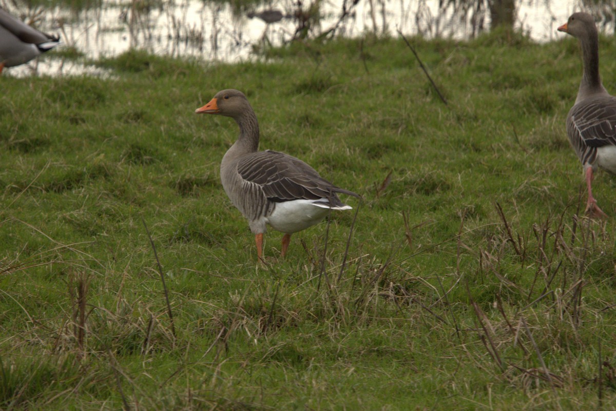 Graylag Goose - ML645071975