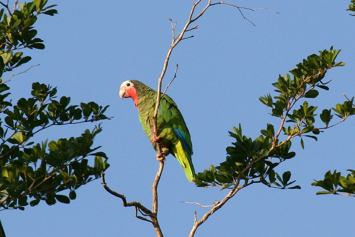 Amazone de Cuba - ML645071976