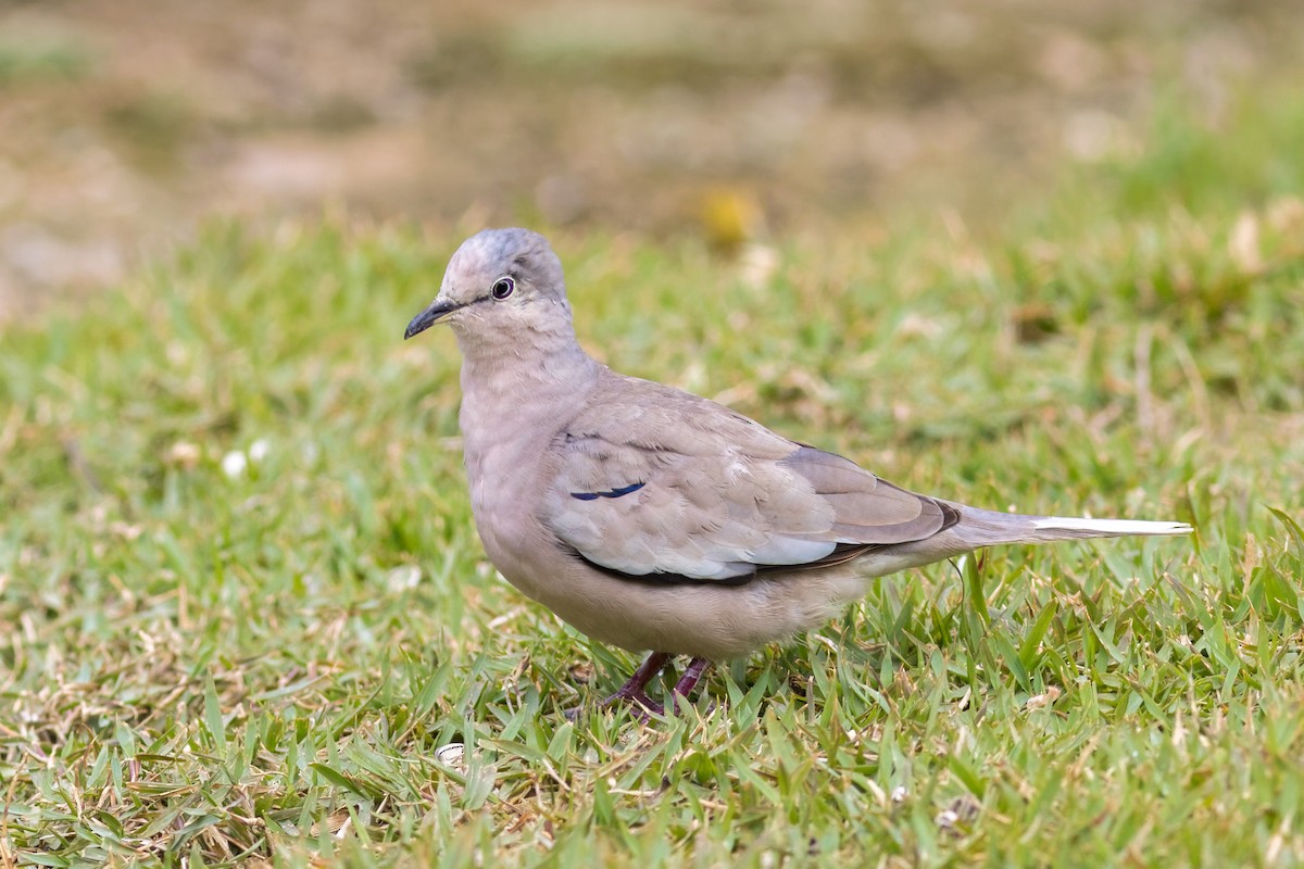 Picui Ground Dove - ML645071981