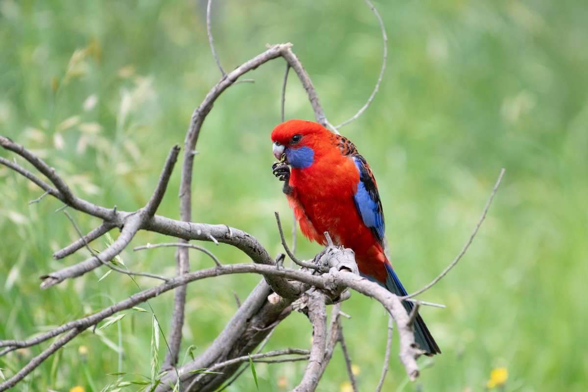 Crimson Rosella (Crimson) - ML645072001