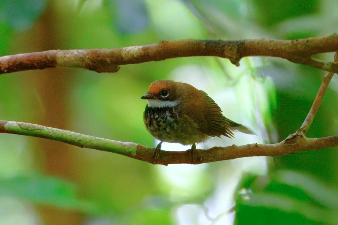 Solomons Rufous Fantail (Brown-backed) - ML645072006
