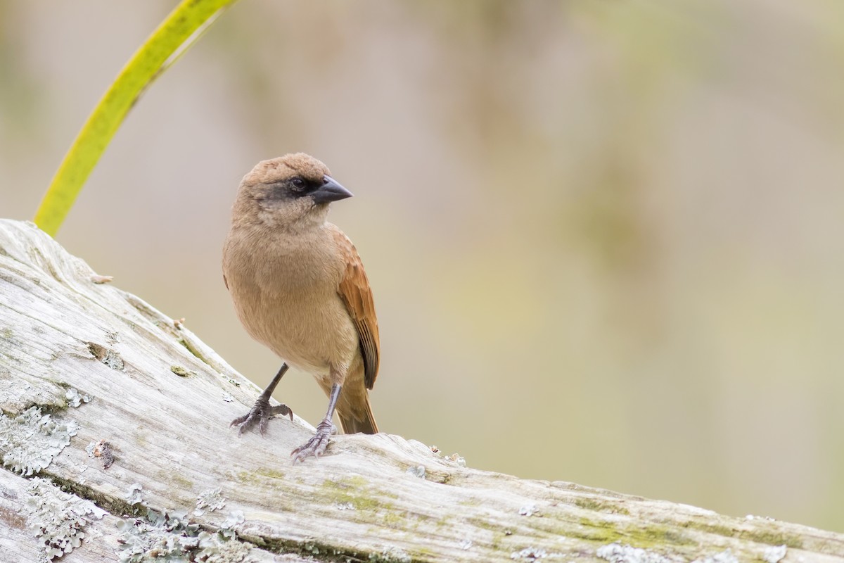 Pale Baywing - ML645072007