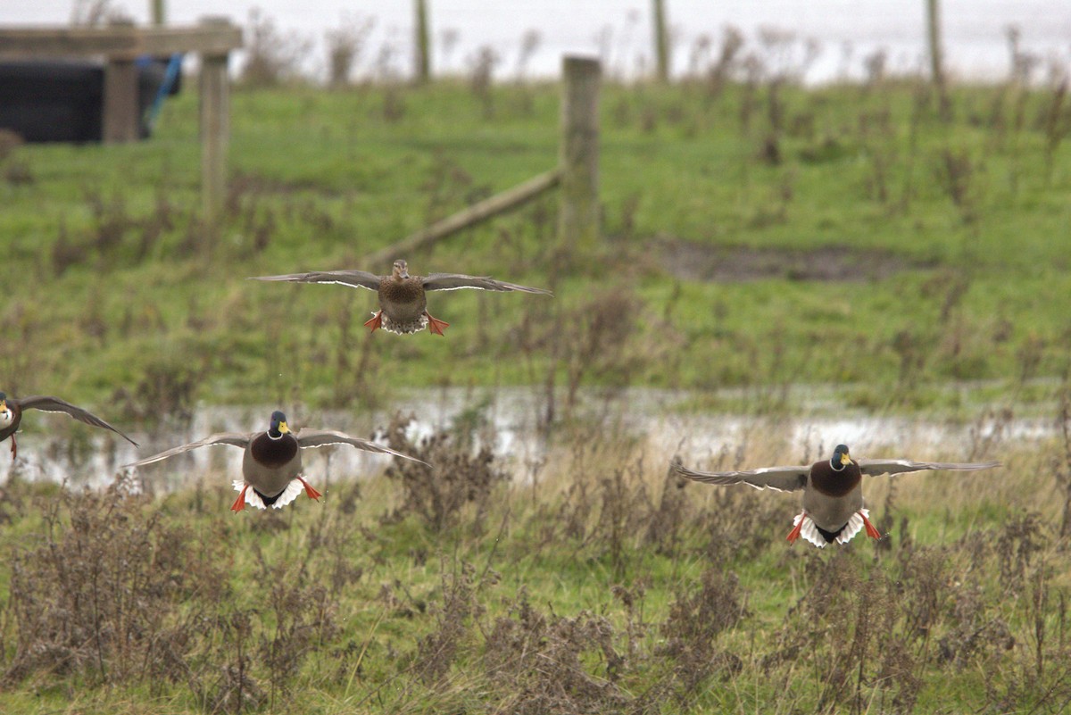 kachna divoká - ML645072010