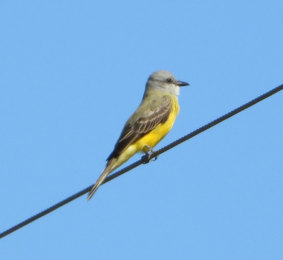 Couch's Kingbird - ML645072012