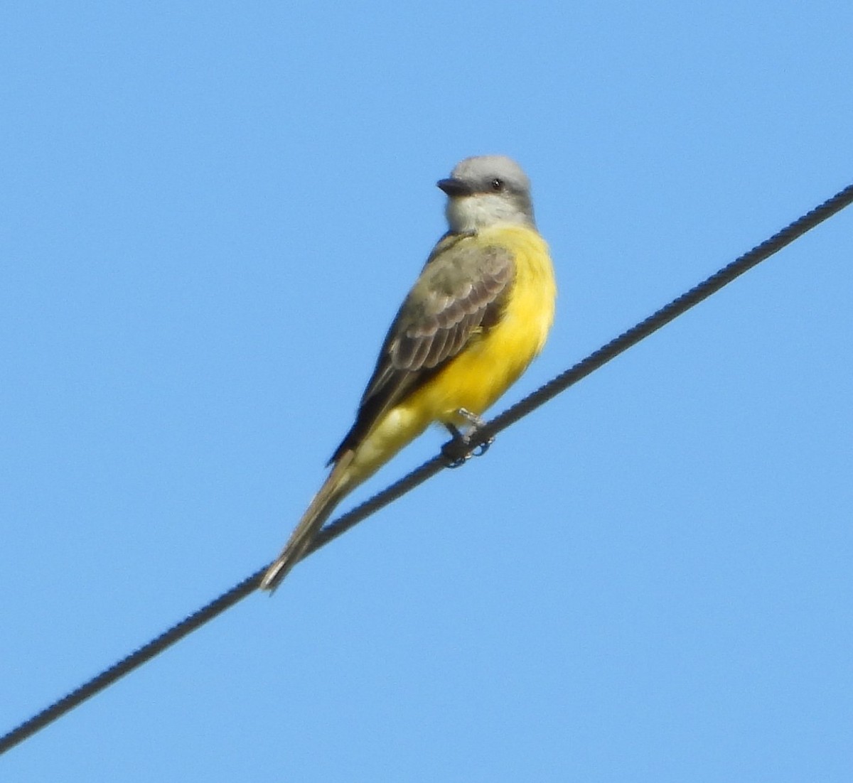 Couch's Kingbird - ML645072013