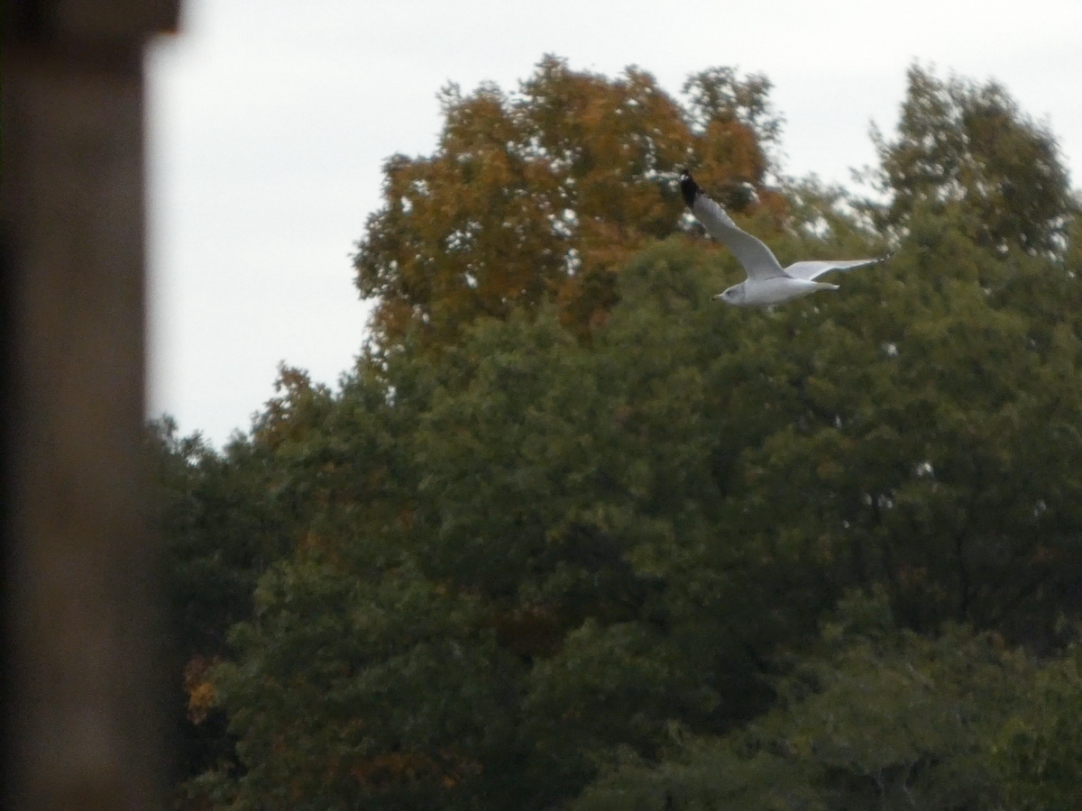 Ring-billed Gull - ML645072019