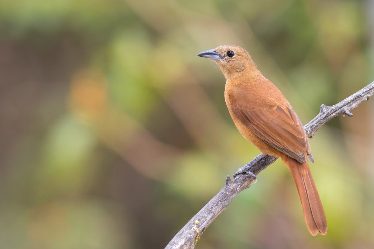 White-lined Tanager - ML645072030