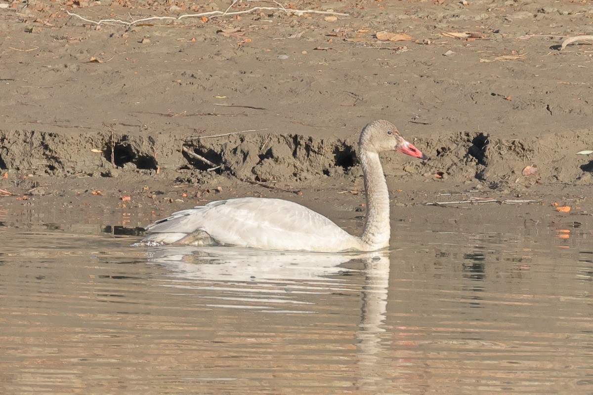 Tundra Swan - ML645072031