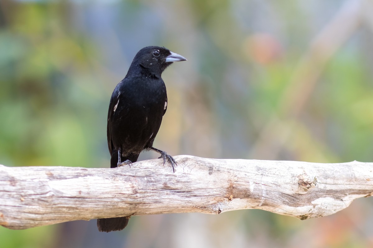 White-lined Tanager - ML645072042