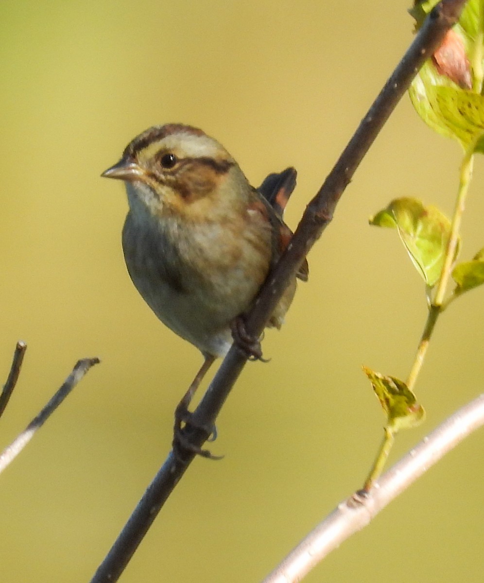 Swamp Sparrow - ML645072043