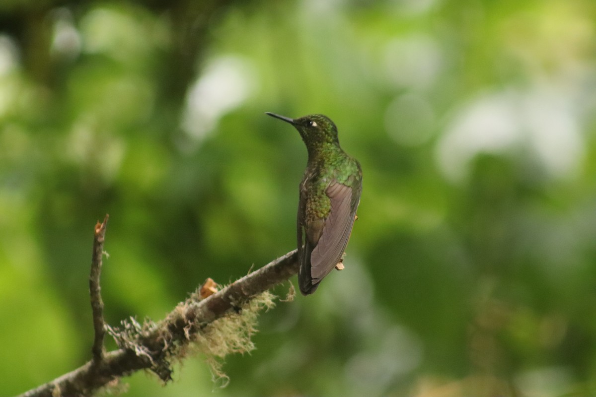 Buff-tailed Coronet - ML645072044