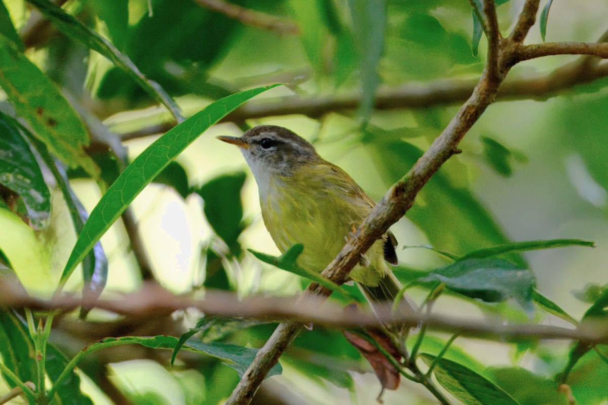 Island Leaf Warbler - ML645072045