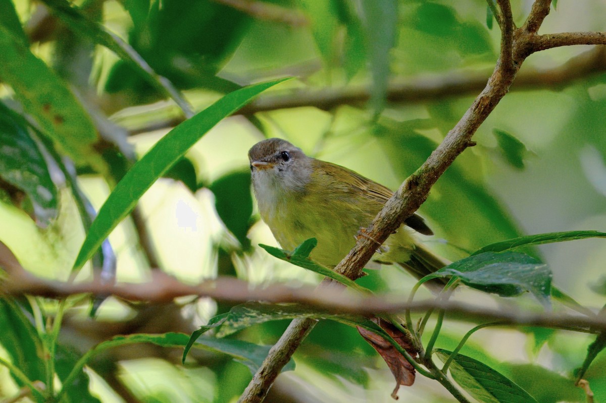 Island Leaf Warbler - ML645072046