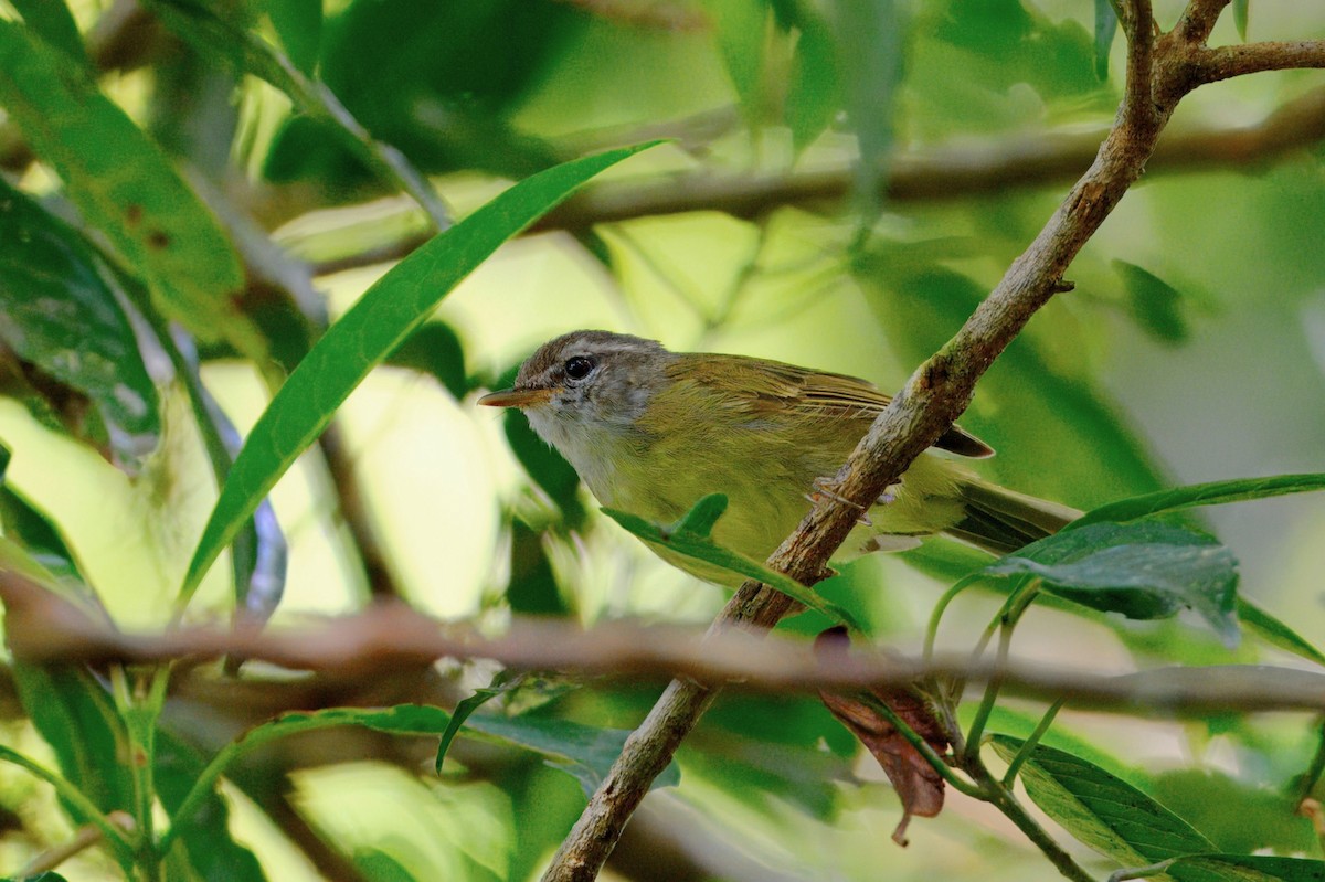 Island Leaf Warbler - ML645072047