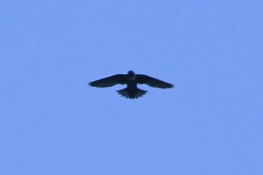 White-collared Swift - ML645072049