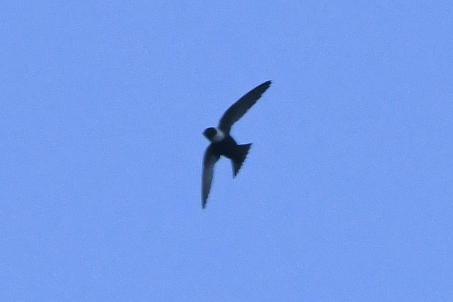 White-collared Swift - ML645072050