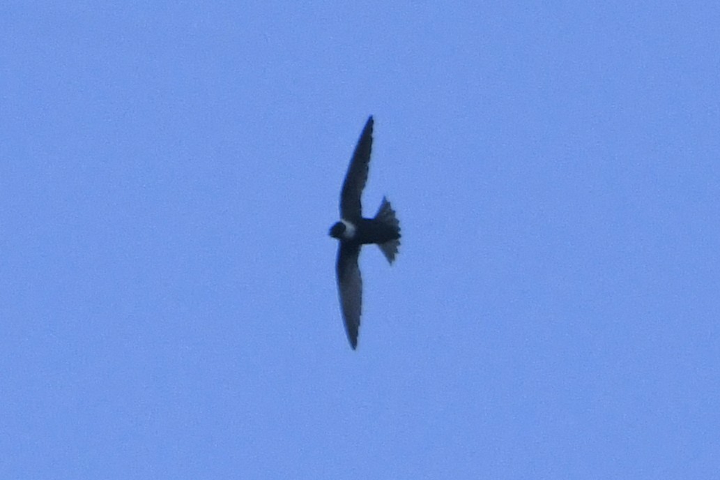 White-collared Swift - ML645072051