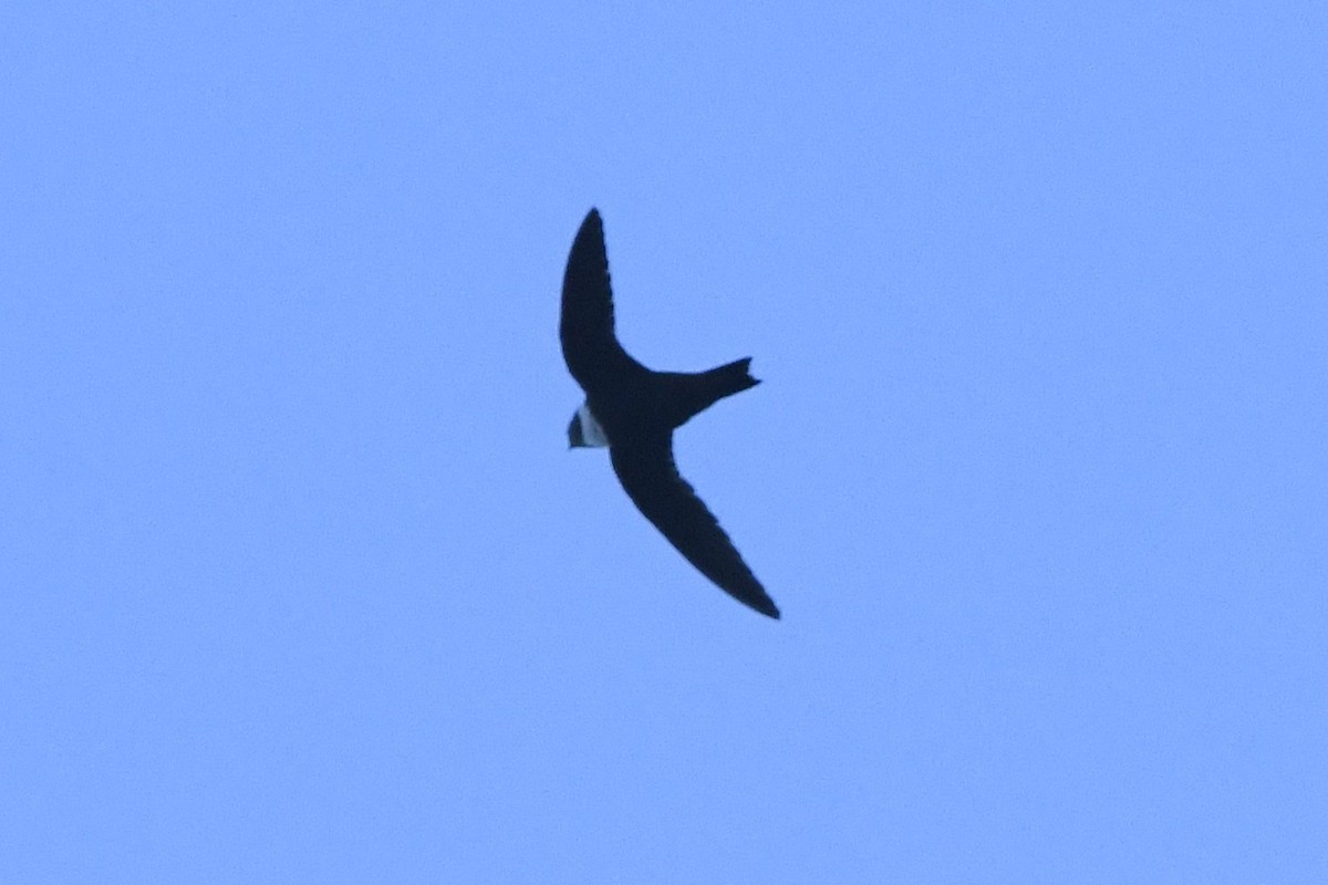 White-collared Swift - ML645072055