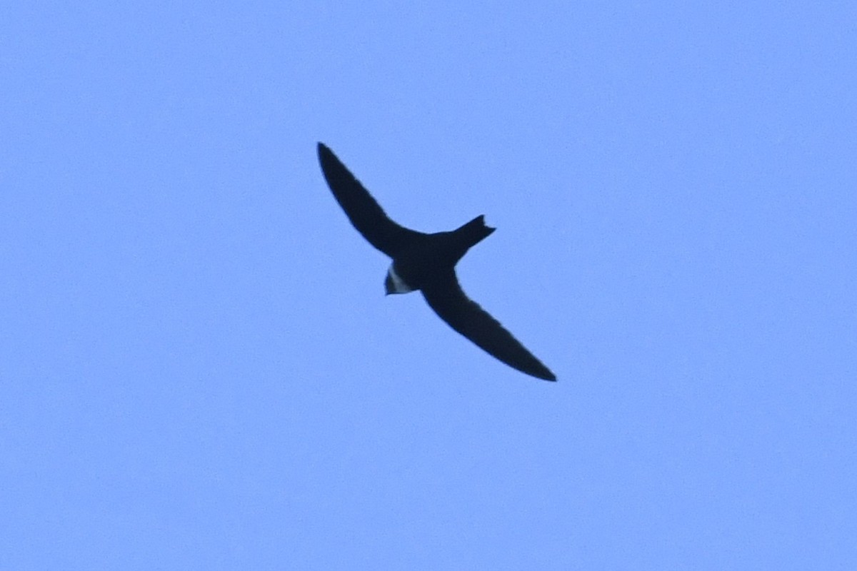 White-collared Swift - ML645072056
