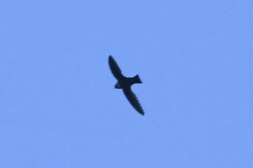 White-collared Swift - ML645072058