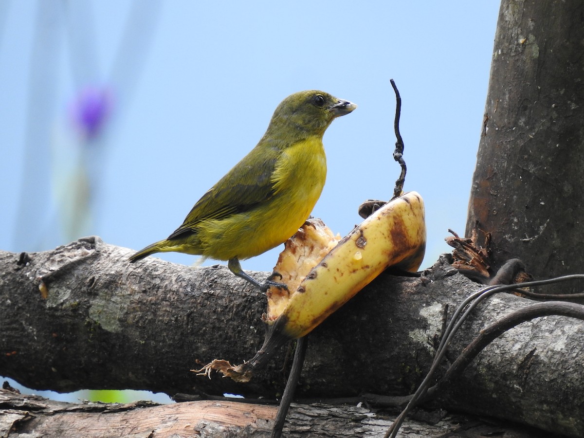 Thick-billed Euphonia - ML645072064
