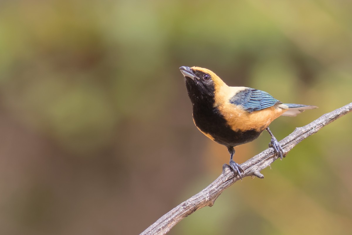 Burnished-buff Tanager - ML645072065