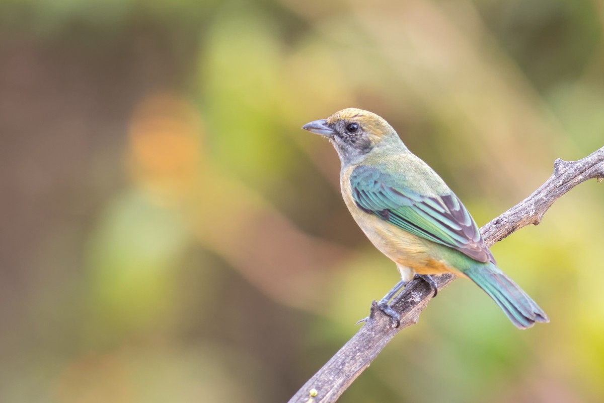 Burnished-buff Tanager - ML645072067