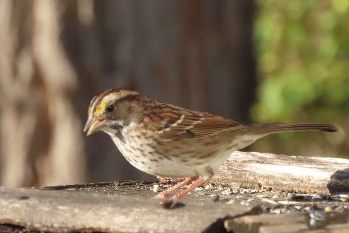 White-throated Sparrow - ML645072070