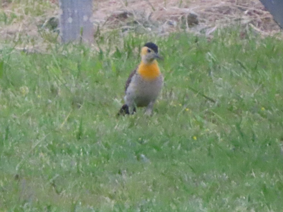 Campo Flicker - ML645072073