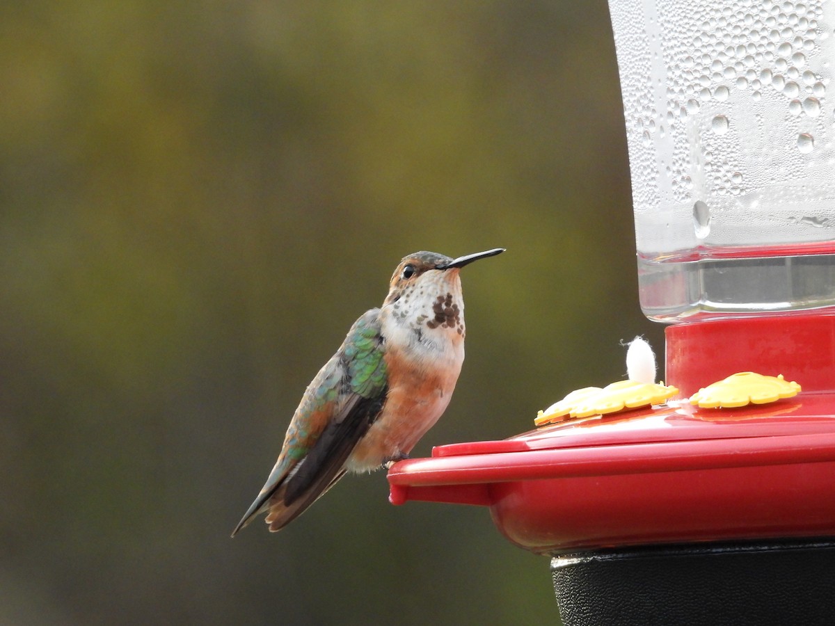 Rufous Hummingbird - ML645072080