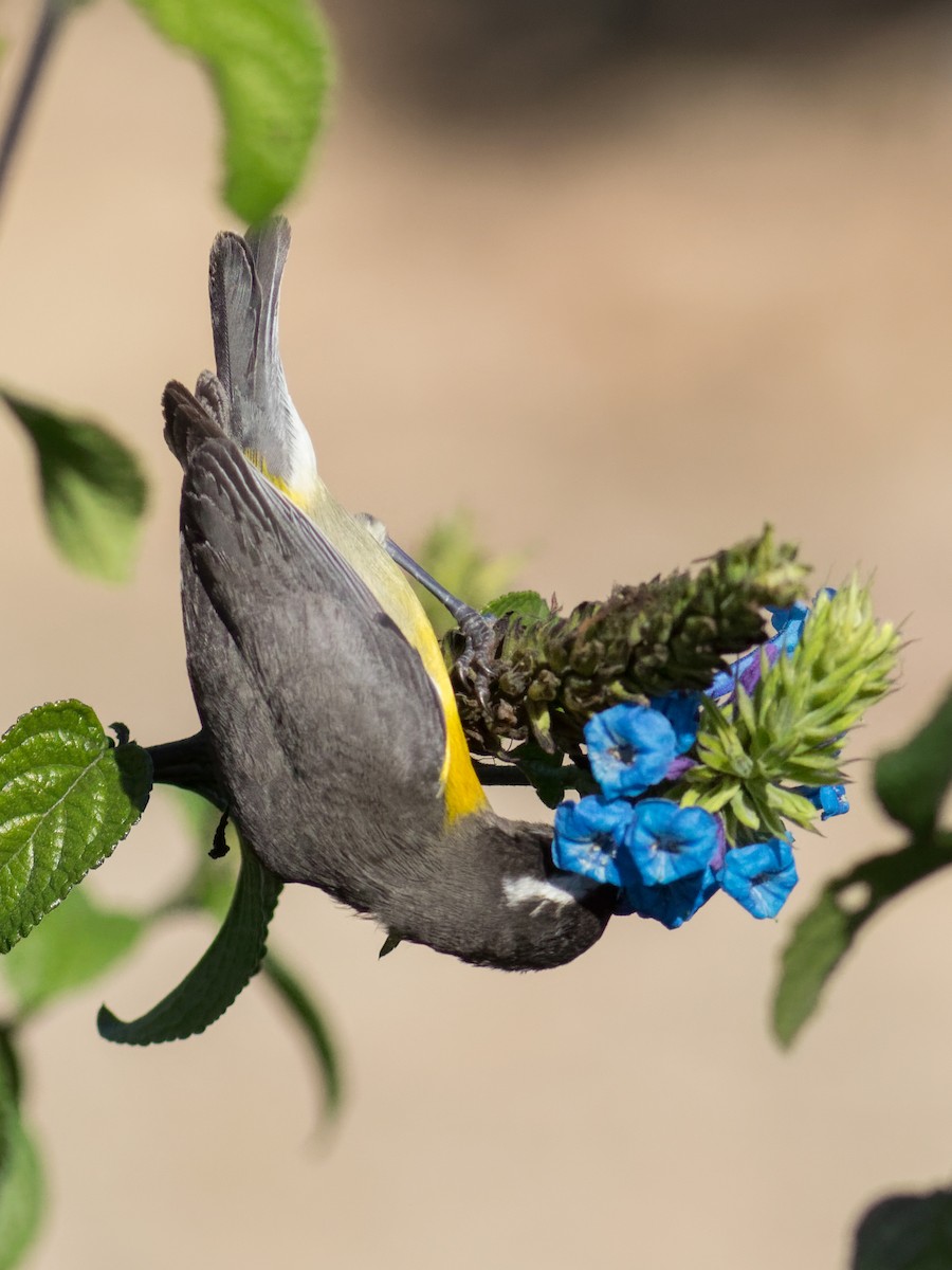 Bananaquit - ML645072081