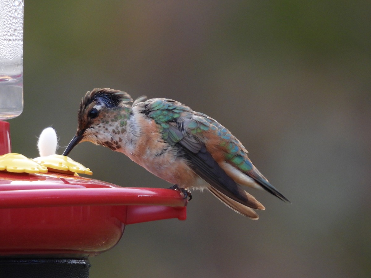 Rufous Hummingbird - ML645072082