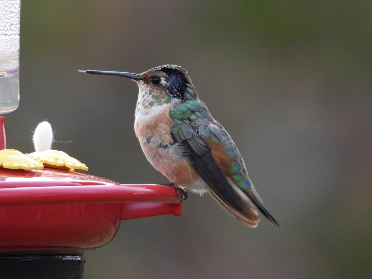 Rufous Hummingbird - ML645072083