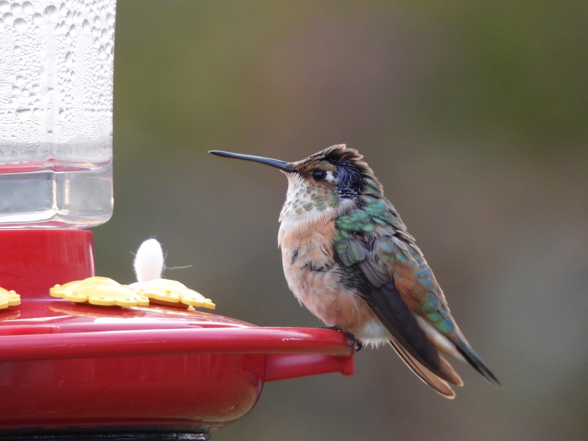 Rufous Hummingbird - ML645072084