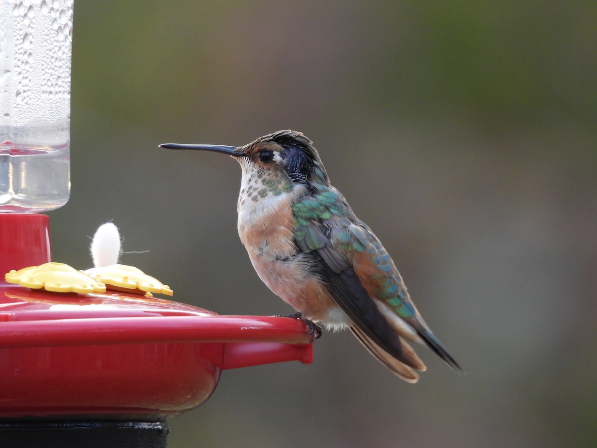 Rufous Hummingbird - ML645072085