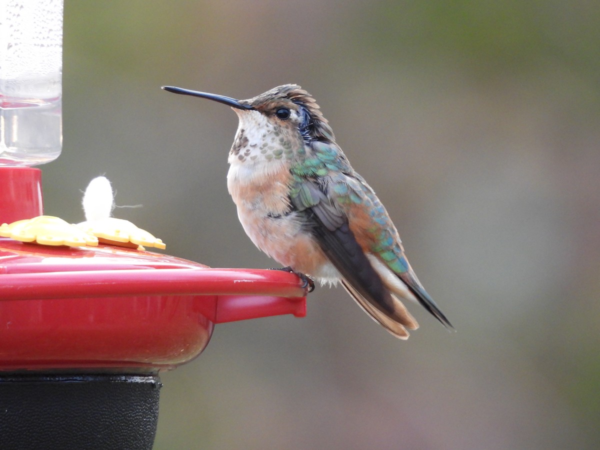 Rufous Hummingbird - ML645072086
