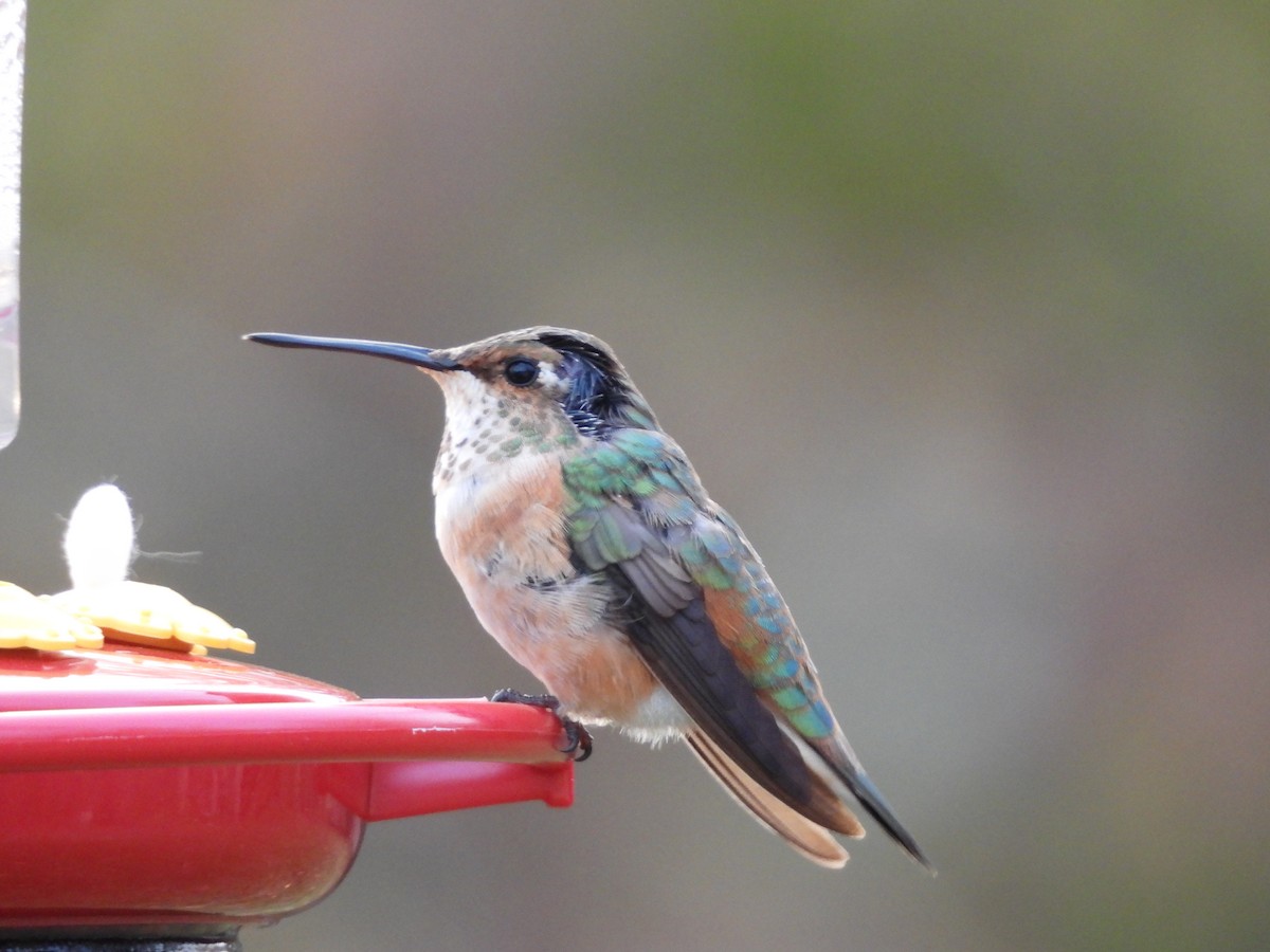 Rufous Hummingbird - ML645072087