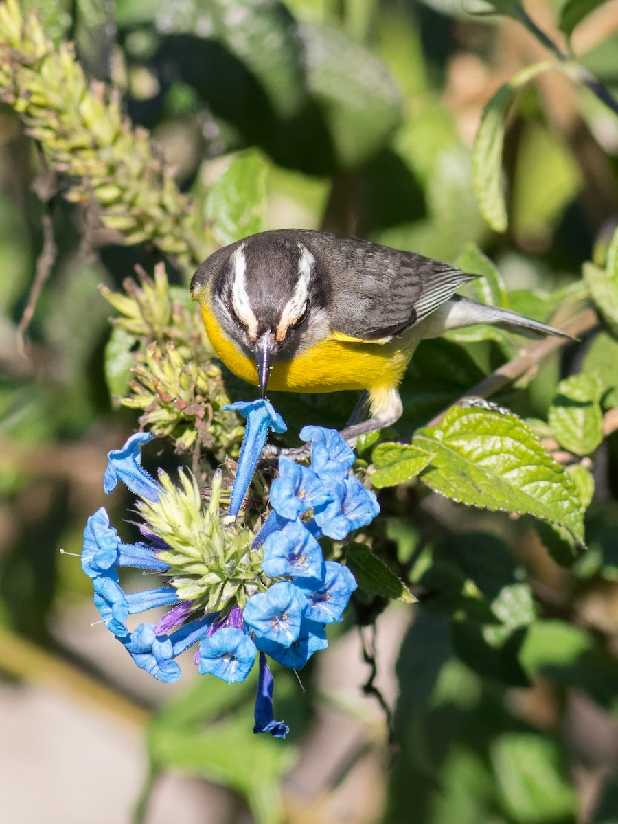 Sucrier à ventre jaune - ML645072090