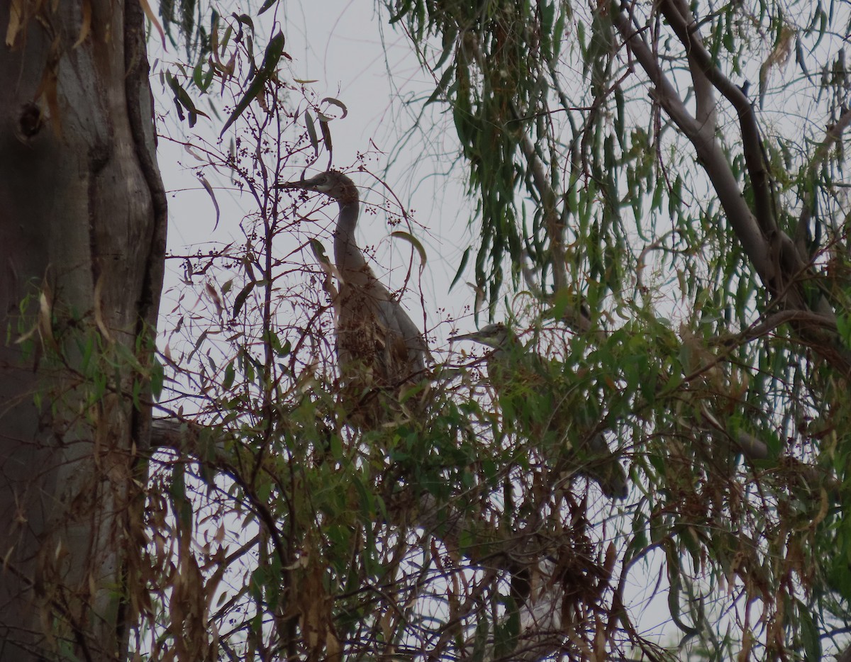 White-faced Heron - ML645072097