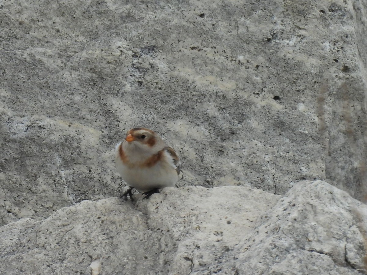 Snow Bunting - ML645072105