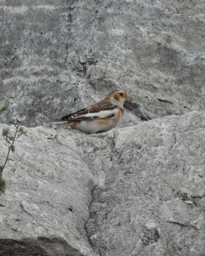 Snow Bunting - ML645072106